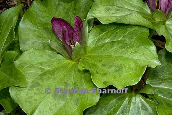 trillium chloropetalum 2 graphic